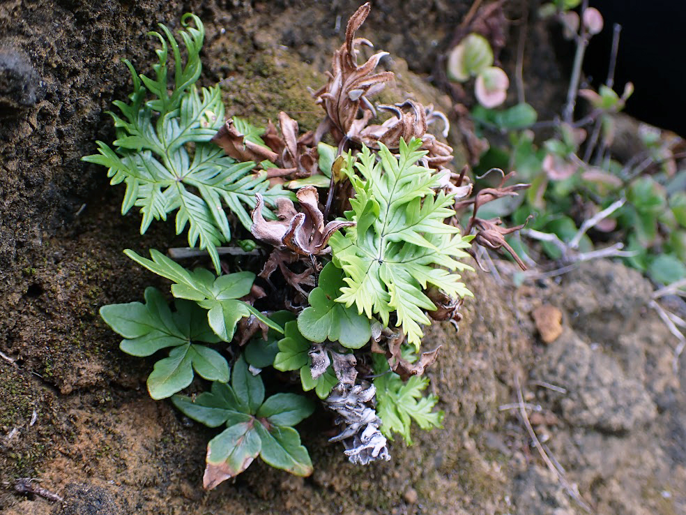 Doryopteris decipiens