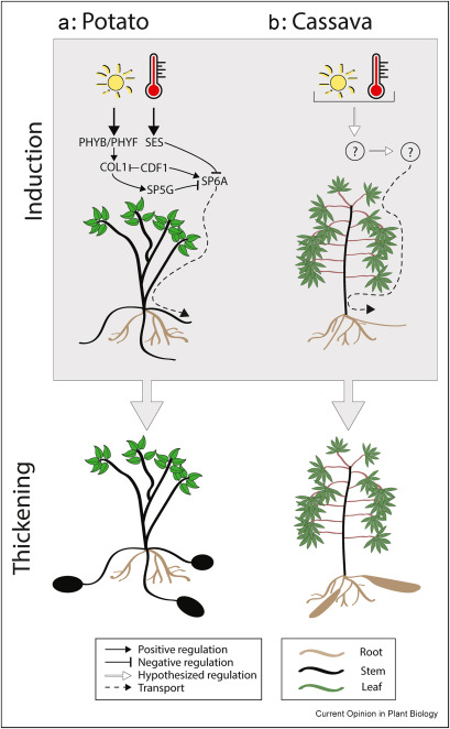 Induction and thickening